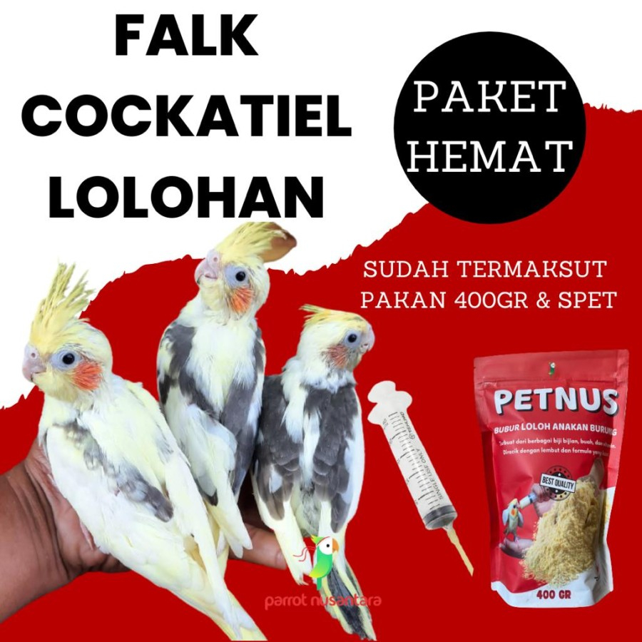 PAKET HEMAT BABY LOLOHAN PARKIT AUSTRALIA FALK COCKATIEL ANAKAN