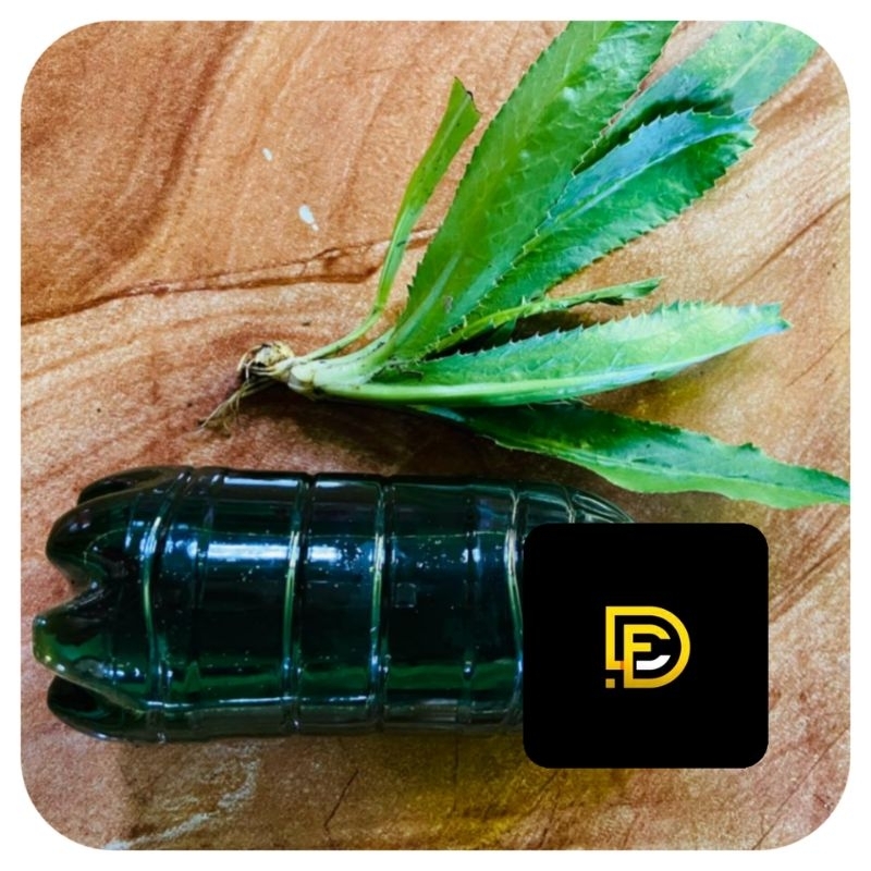 Essen walang sangit esen walang kemasan 100 ml-az