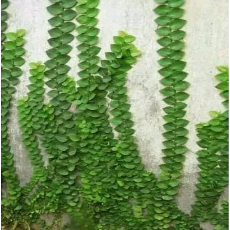 Tanaman Dolar rambat / ficus pumila