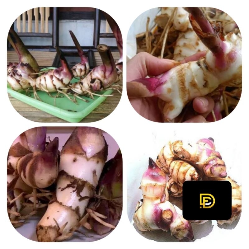 

Umbi ganyong merah segar 1 kg organik-az