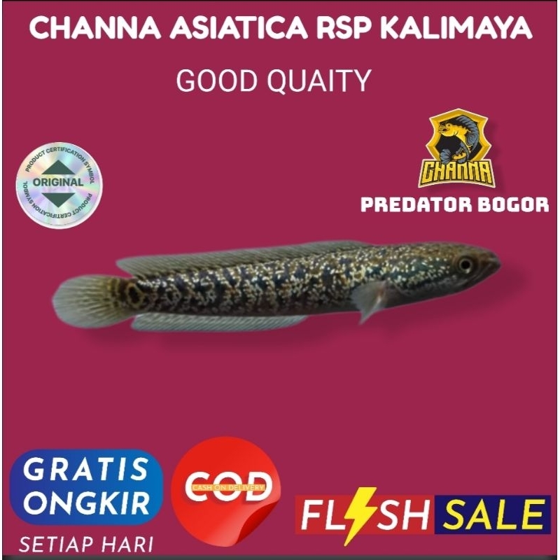 Hiasan aquarium chana asiatica rsp kalimaya 5-7cm original grade A