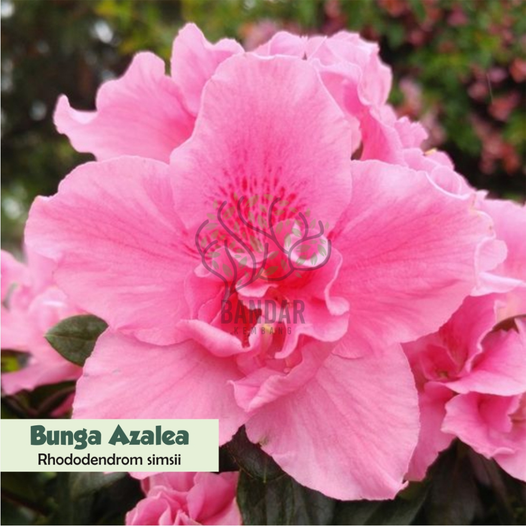 Bunga Azalea Tanaman Bunga Tumpuk Unik Tanaman Bunga Hias Rumah