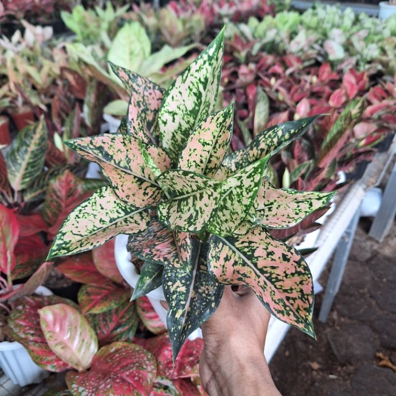 aglonema komkom new collor dewasa rumpun 3