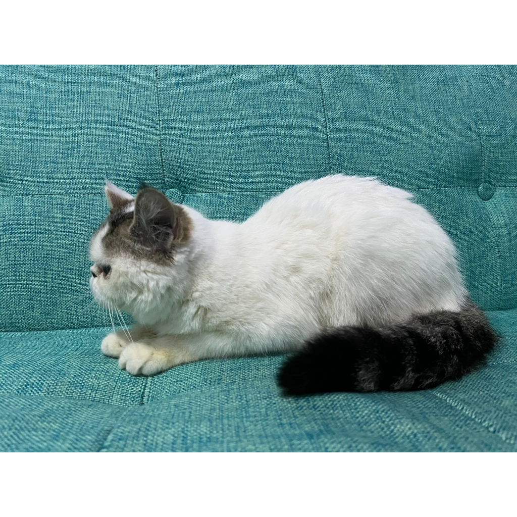 kucing kitten peaknose exotic shorthair jantan DOB 21 febuari 2023 sudah vaksin- gratis makanan royal canin, keranjang rio dan kalung nama, lokasi bandung - kopo permai