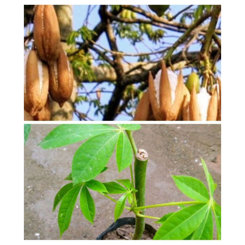 bibit tanaman pohon randu kapuk