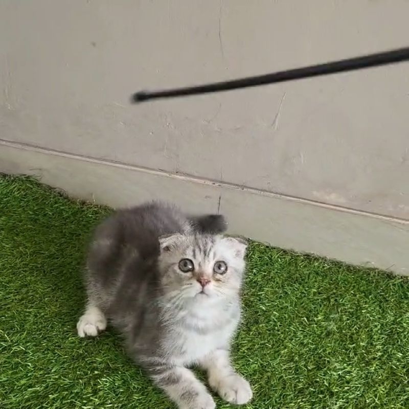 Scootish fold jantan