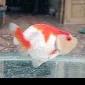 ikan koki ranchu buffalo