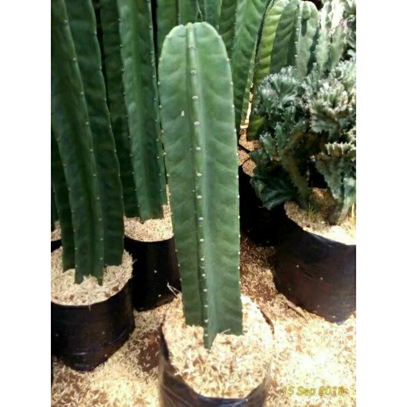 tanaman hias kaktus koboi/kaktus belimbing/kaktus koboi