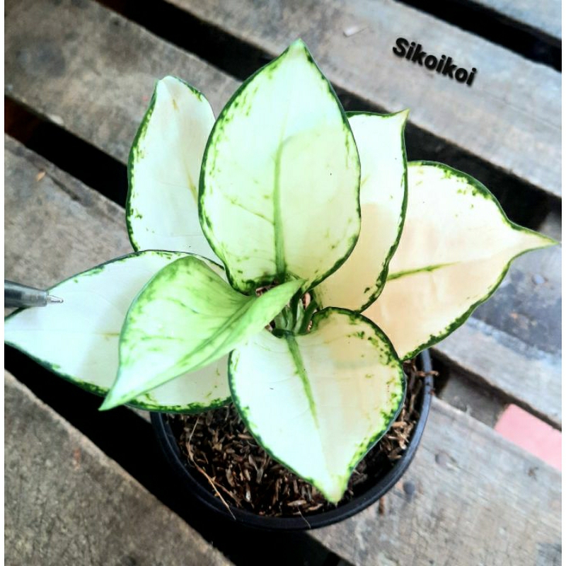 Aglonema Super White Suksom Red Anjamani - Tanaman Hias Bunga dan Dekorasi