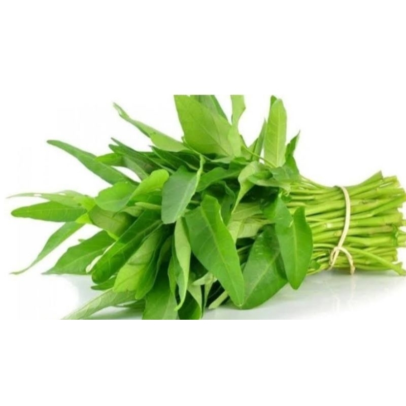 

kangkung segar