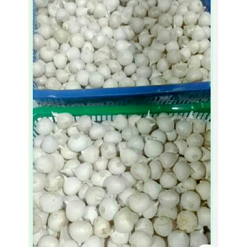 

BAWANG PUTIH TUNGGAL BAWANG LANANG 1KG