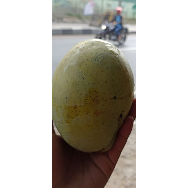 

Mangga indramayu Matang Pohon 1kg