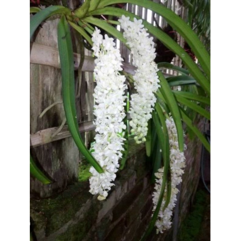 Anggrek rhynchostylis retusa ekor tupai alba