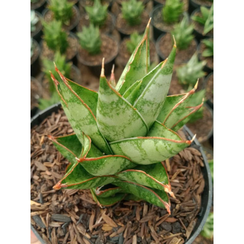 Sanseviera Pagoda Hybrid