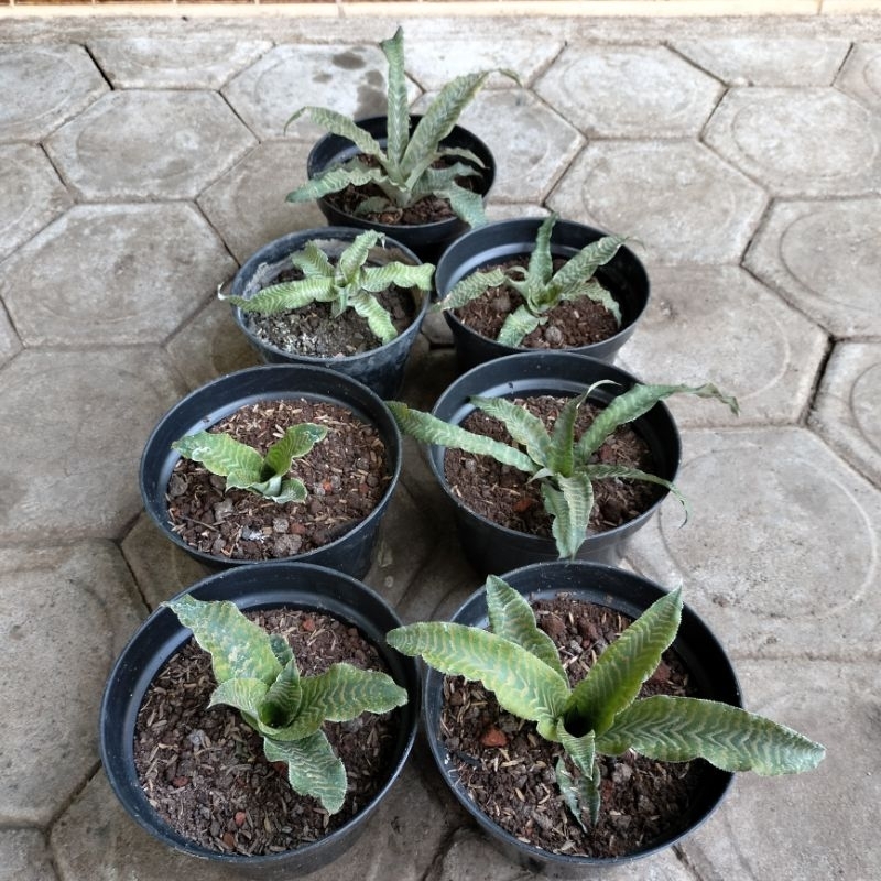 Tanaman Hias Bromelia Tokek Hijau