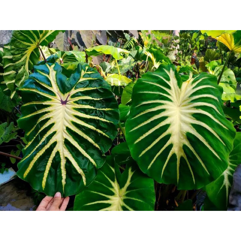 Colocasia White Lava murce