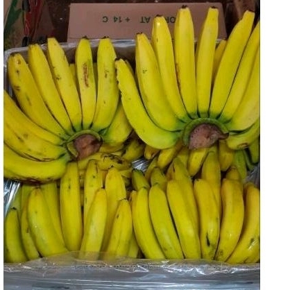 

Pisang Ambon Sukabumi 1 Sisir