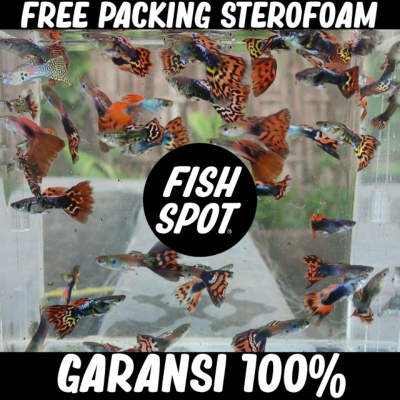 ISI 10 EKOR !!! GUPPY CENDOLAN WARNA WARNI HIASAN AQUARIUM