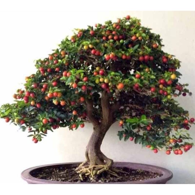 Jeruk kingkit berbuah lebat