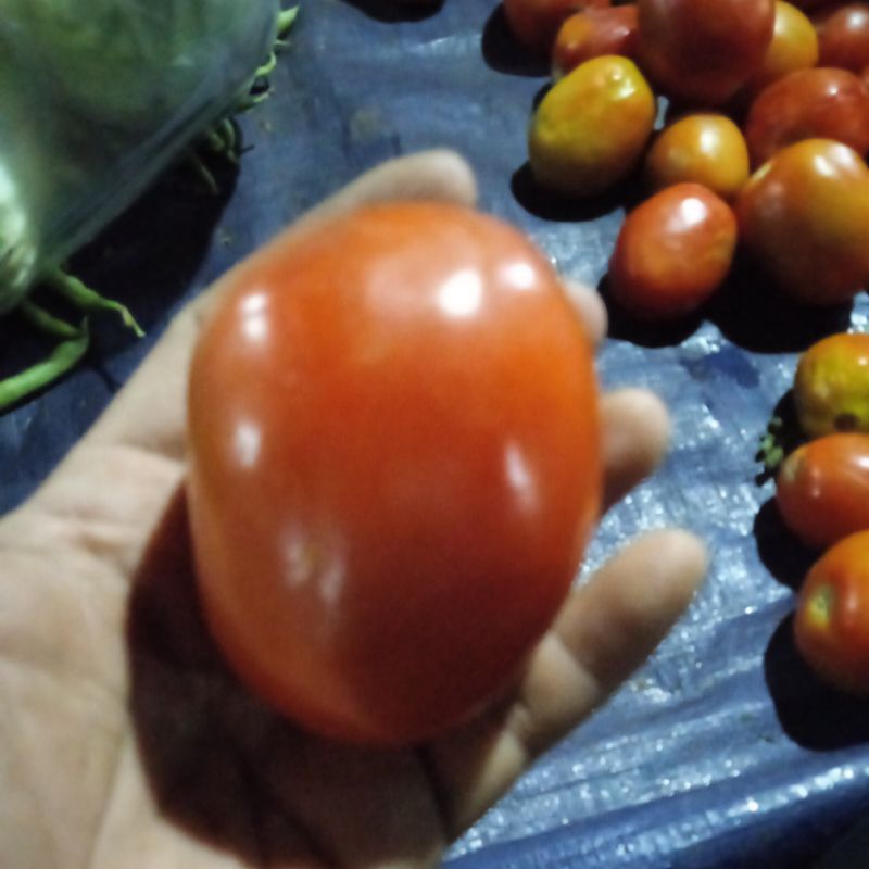 

Tomat Merah BESAR 500gr