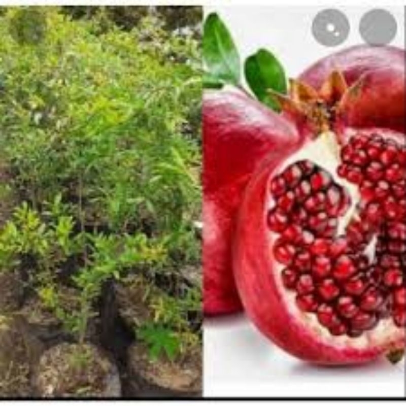 BIBIT DELIMA MERAH JUMBO