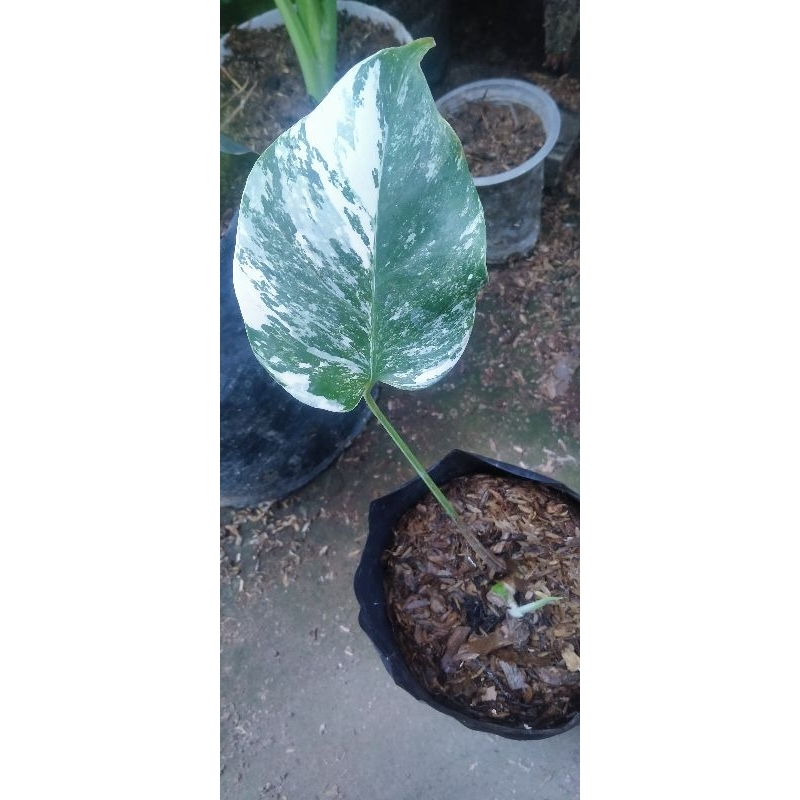 monstera white Tiger