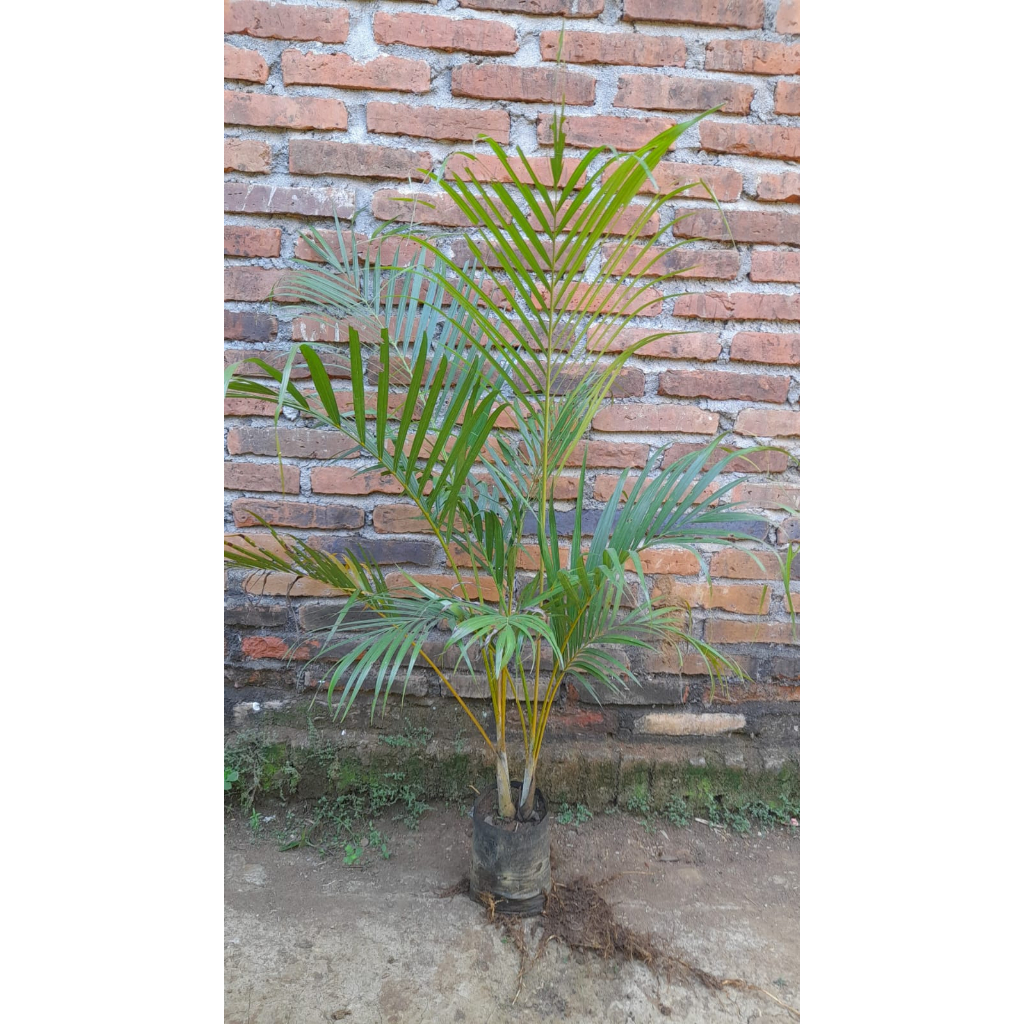 Palem Kuning 1 Meter Rimbun bibit sultan