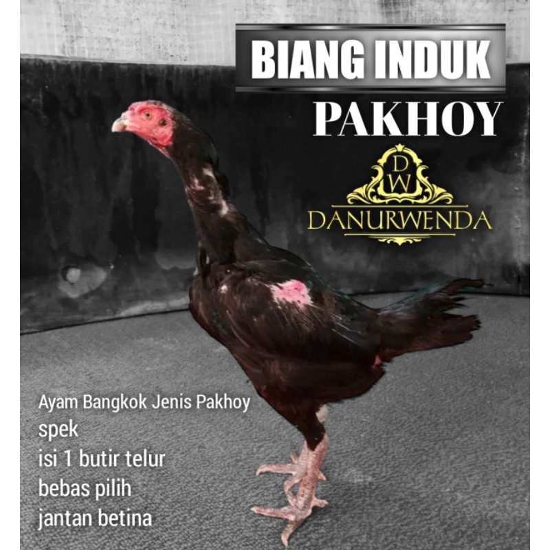 Telur Ayam Bangkok Pakhoy Induk betina siap tetas