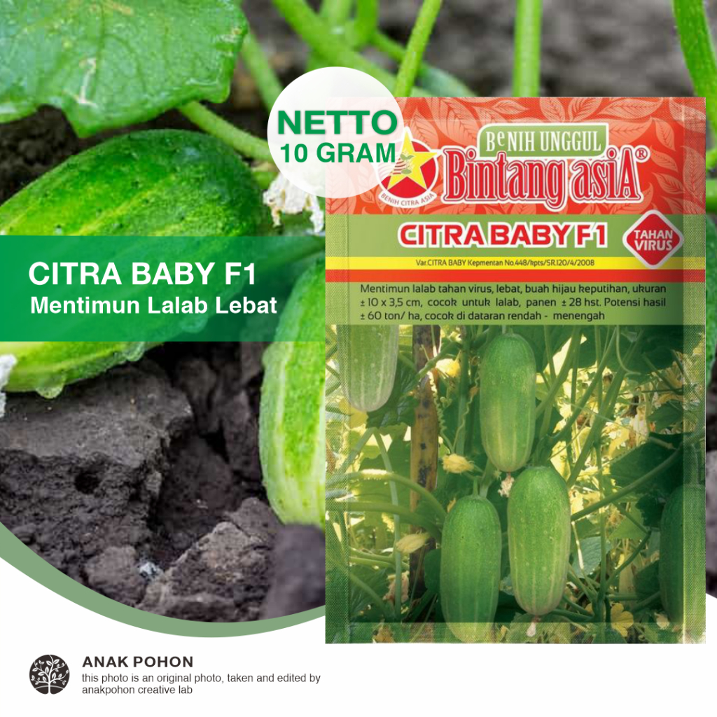 (1 PACK) Benih Mentimun Lalab CITRA BABY F1 Lebat Tahan Virus Hibrida Seeds - Bintang Asia - 10 GRAM