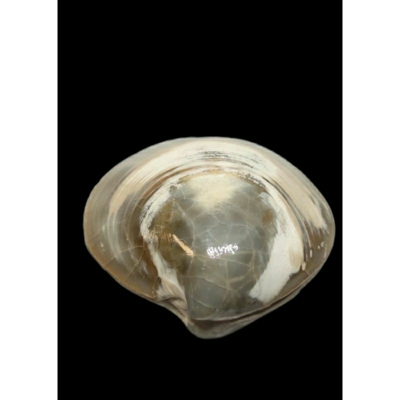 fosil kerang asli garansi keaslianya