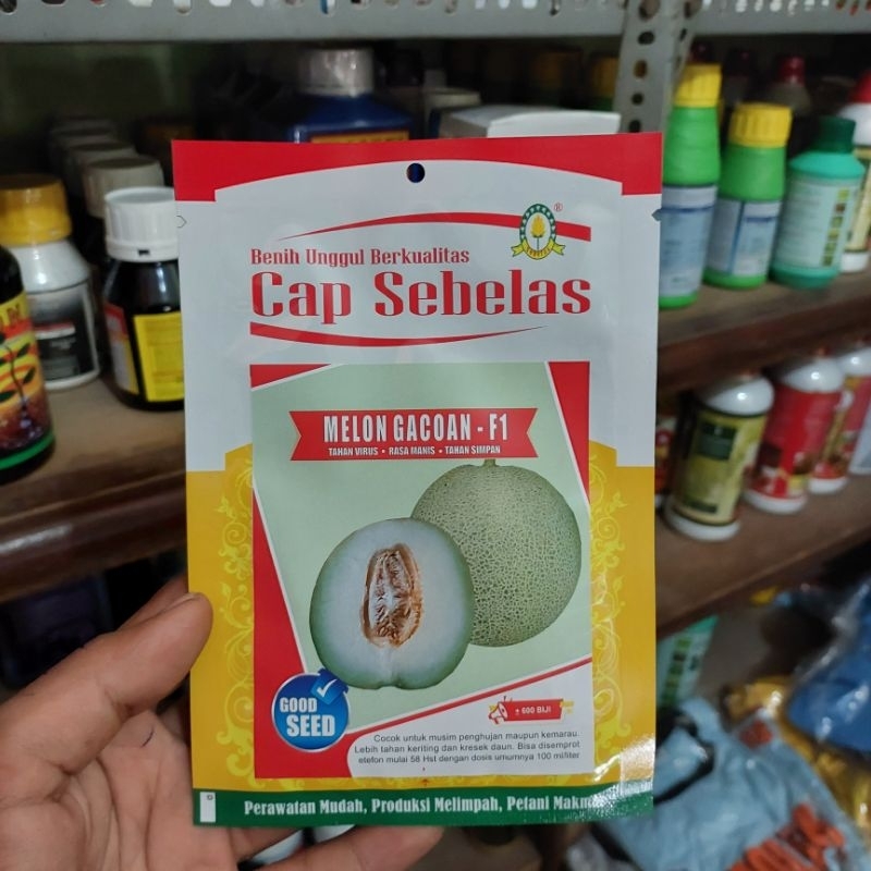 BENIH MELON GACOAN F1 ISI 600 BIJI CAP SEBELAS TAHAN VIRUS