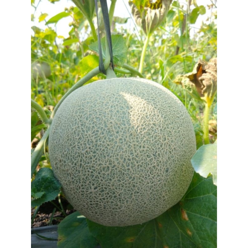 BENIH MELON GACOAN F1 ISI 600 BIJI CAP SEBELAS TAHAN VIRUS
