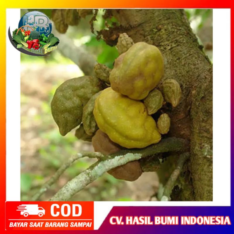 

Buah Pukih segar Buah namnam untuk ibu hamil harga perbuah