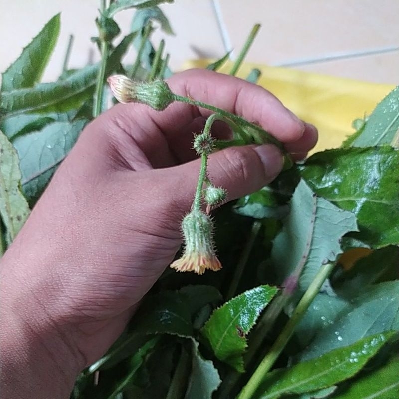 

DAUN TEMPUYUNG FRESH PETIK KEBON
