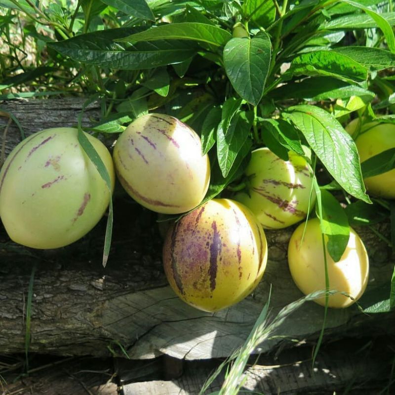 Bibit Tanaman Buah Pepino Ungu (Berbunga, Berbuah)