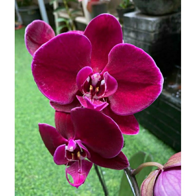 Anggrek Bulan hugo red Spike - Anggrek bulan premium BerSpike