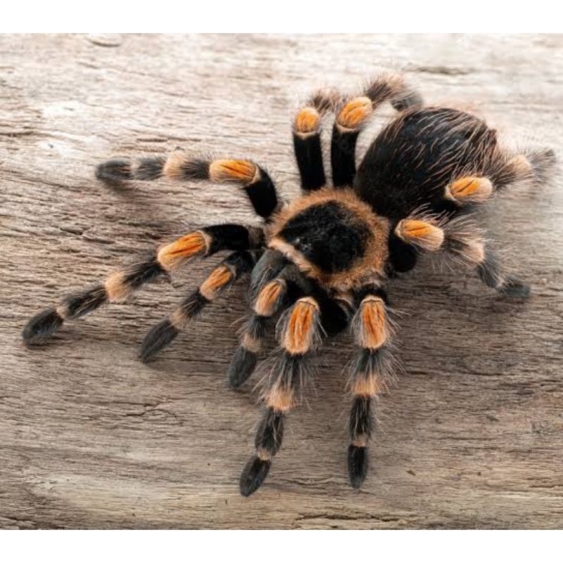 Tarantula Brachypelma Hamorii
