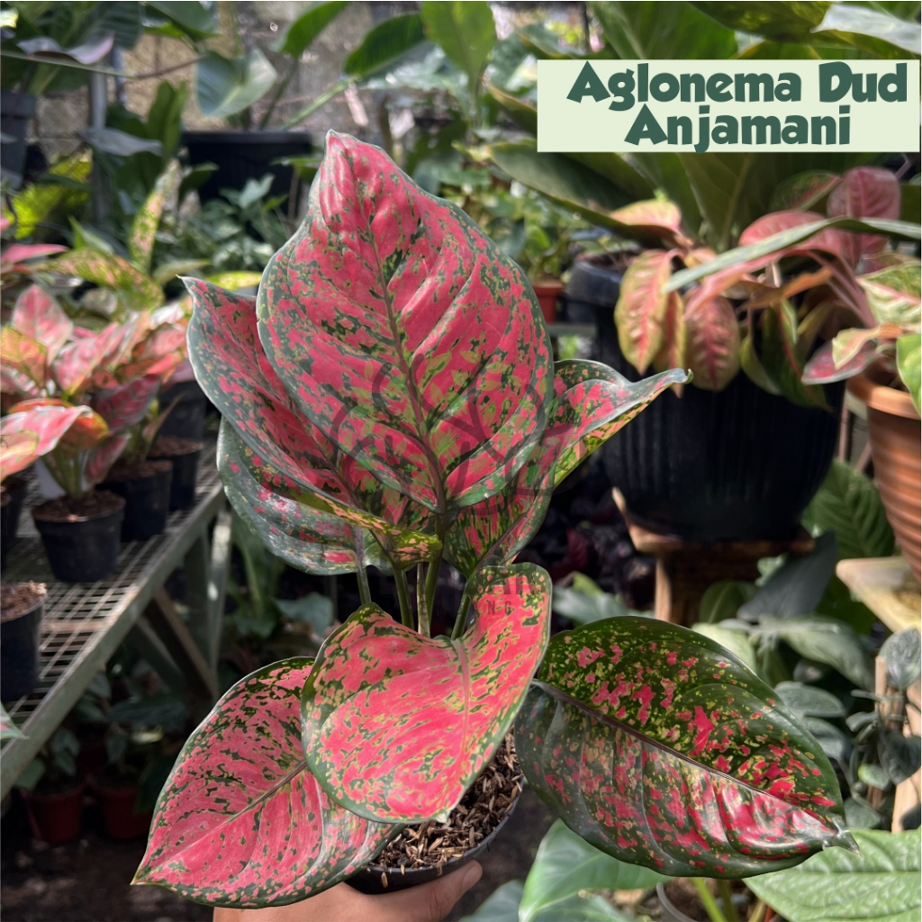Aglonema Dud Anjani Daun RImbun Besar Tanaman Hias Rumah Tanaman Esthetic Tanaman Indoor Outdoor