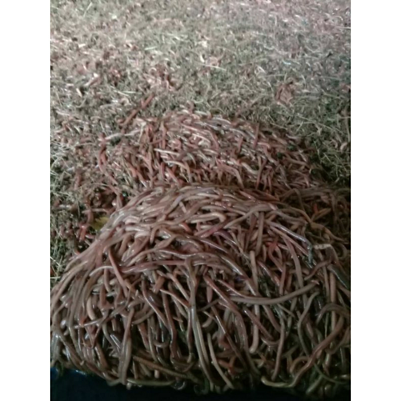 Cacing Tanah ANC 1 KG