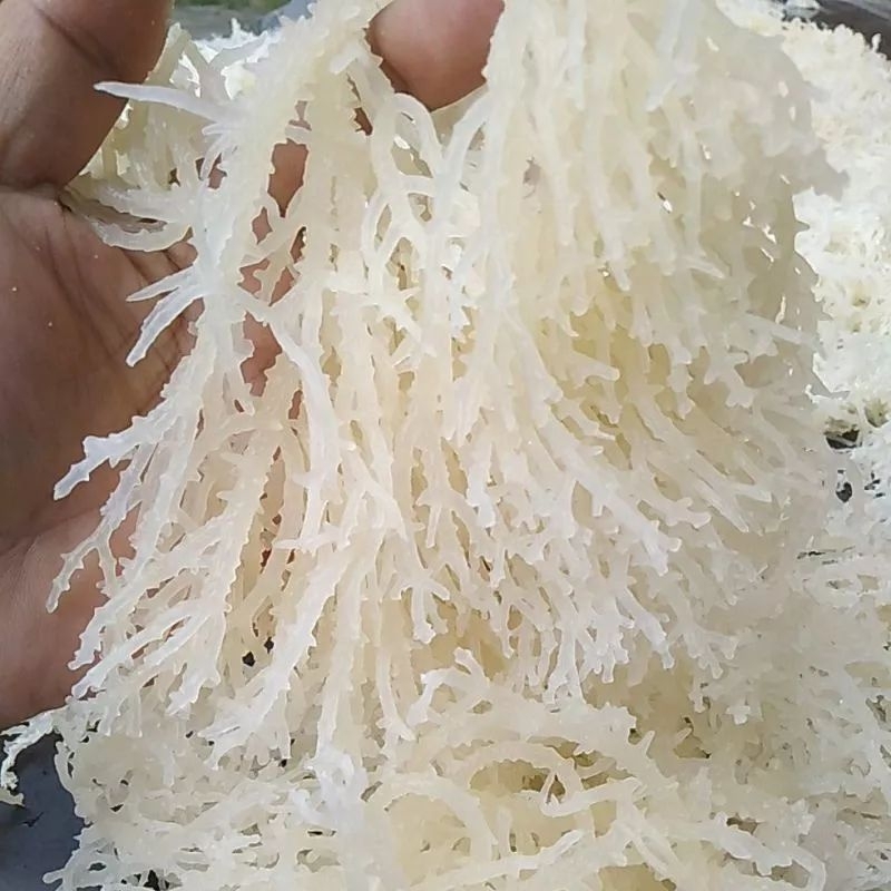 

Rumput Laut 500gr