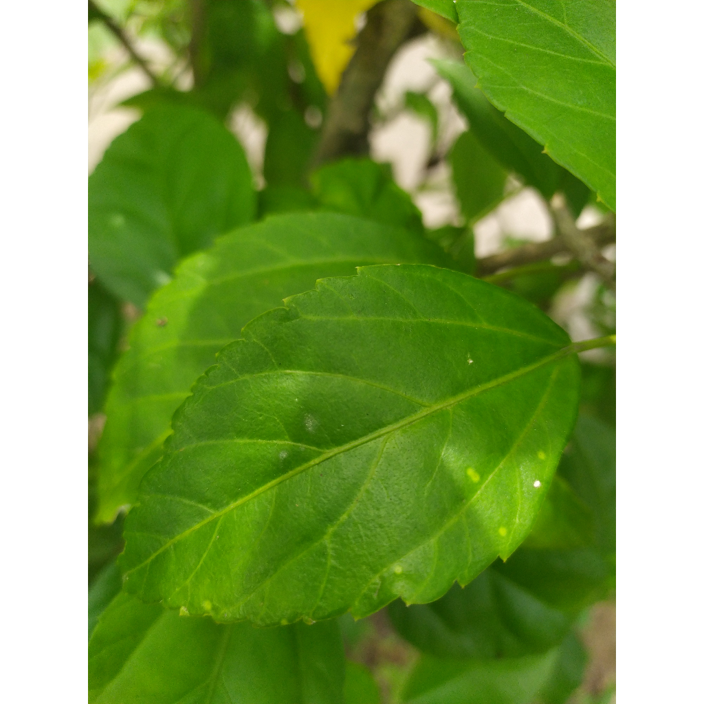 

[][DA]UN bung]a sepat]u / W]ORA WARI B]AN]G.,M