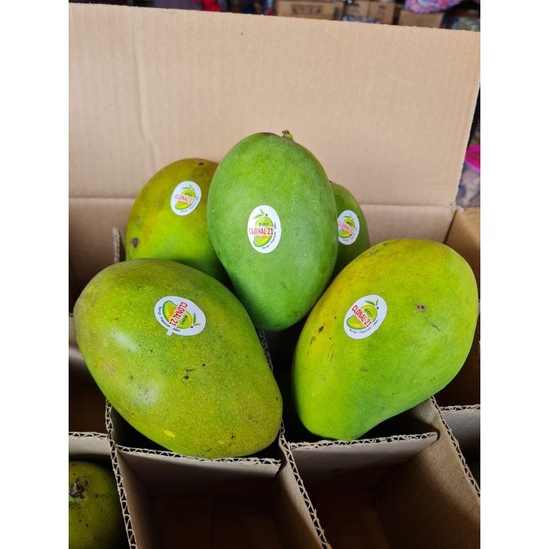 

Mangga Alpukat