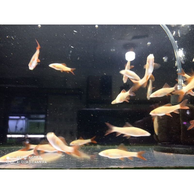 Ikan Redfin Albino