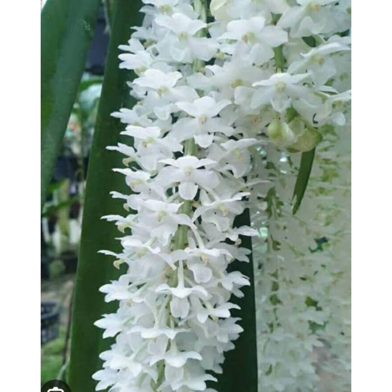 Paket 5 Dewasa Retusa Alba