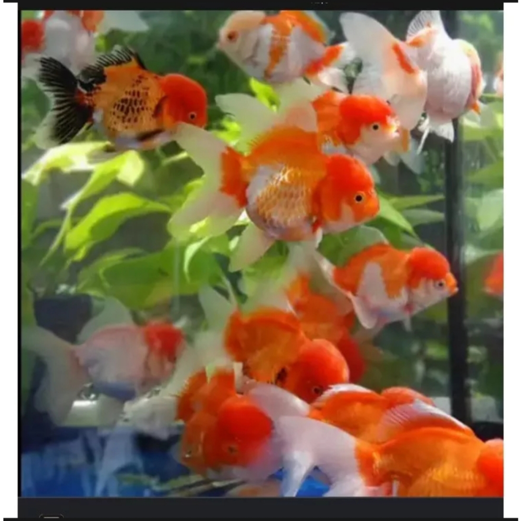 KOKI ORANDA PAKET 20 EKOR UK 3-4CM