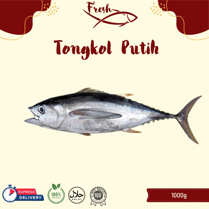 

IKAN TONGKOL PUTIH FRESH 1kg