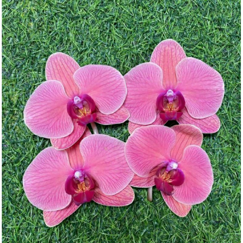 Anggrek Bulan Dewasa Hybrid Spike - Anggrek bulan dewasa spike bunga premium