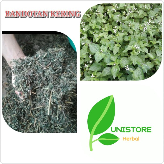 

Herbal bandotan kering 250g