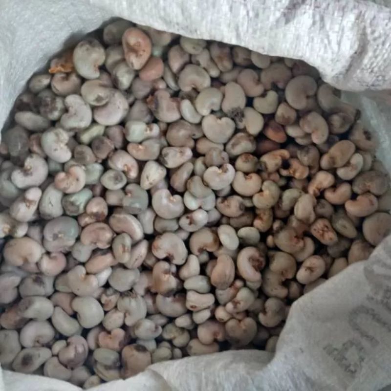 

biji jambu monyet mede pilihan terbaik