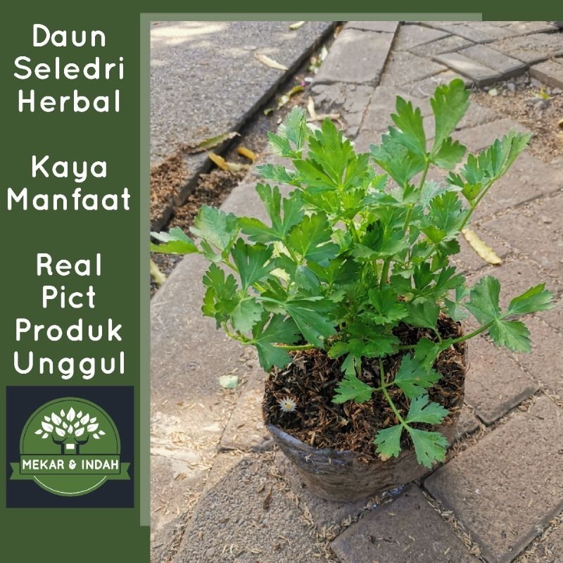 bibit tanaman seledri, daun seledri